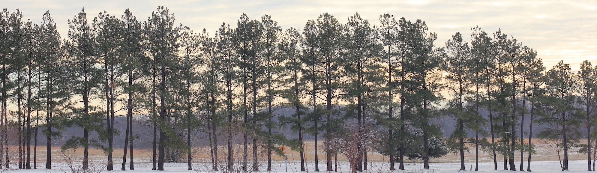 Row of pine trees on Timber Ridge School at sunrise or sunset